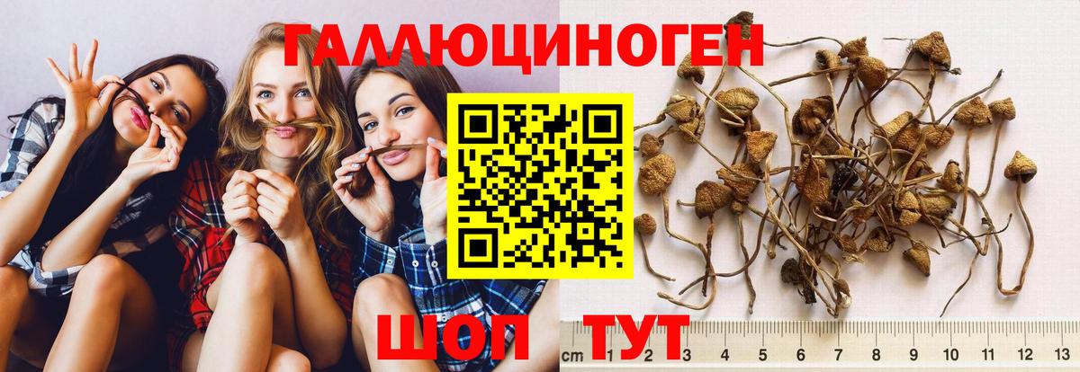 Псилоцибиновые грибы MAGIC MUSHROOMS  Псилоцибиновые грибы прущие грибы  Алушта  Вход с VPN 